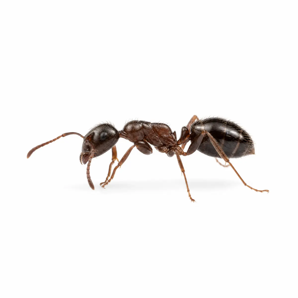 Isolated household ant specimen on a white background