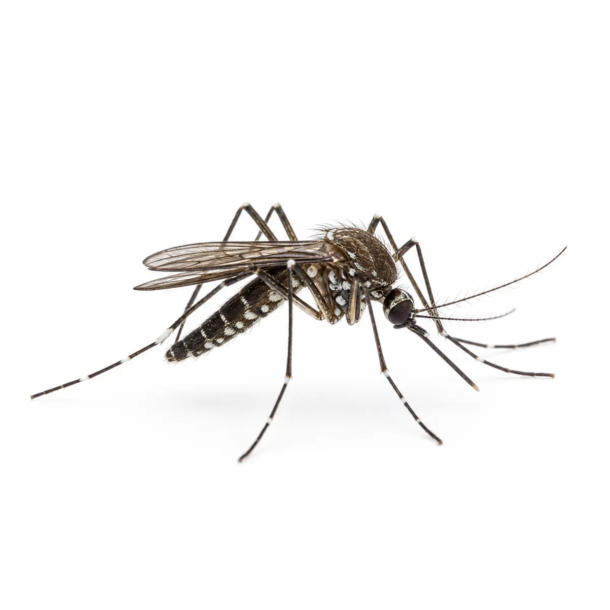 Isolated mosquito specimen on a white background
