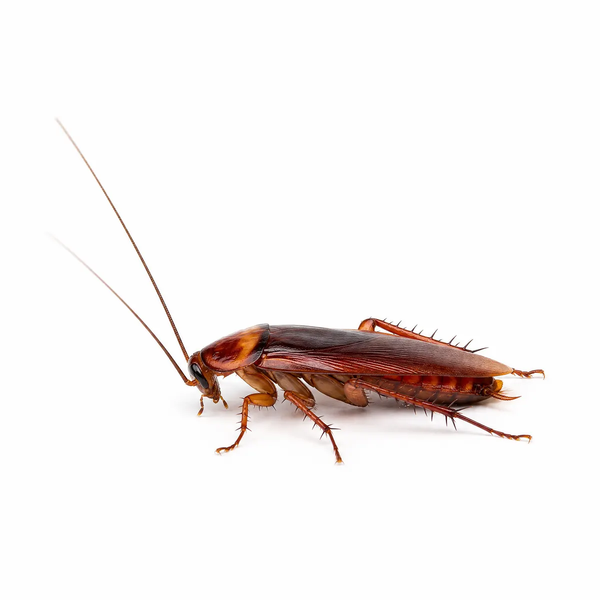 Isolated reddish-brown cockroach specimen on a white background