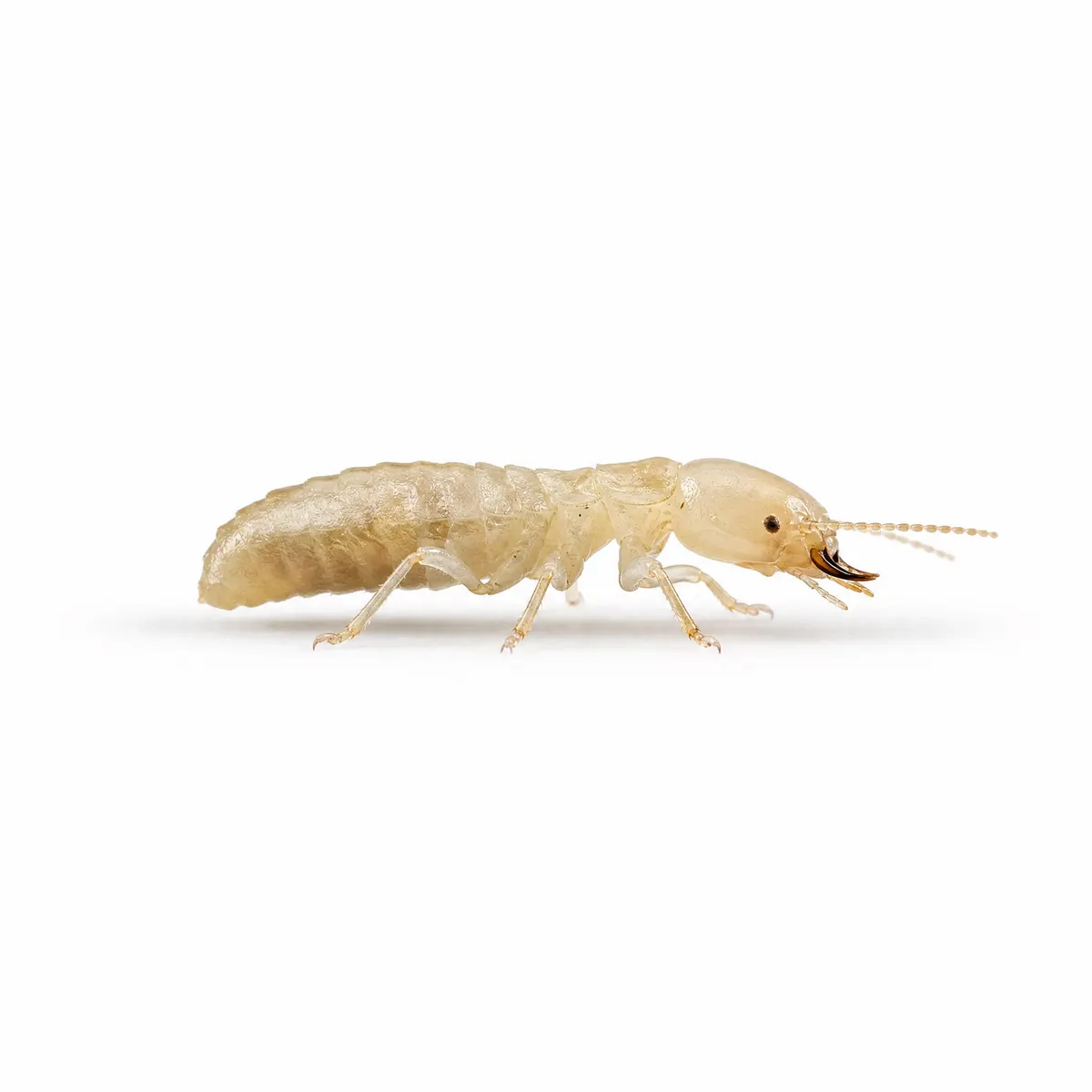 Isolated termite specimen on a white background